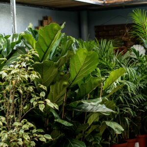 Plant_Paradise_Indoor_Plants_6-scaled