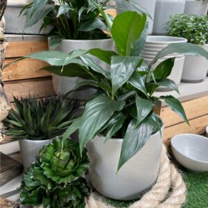 Plant_Paradise_Indoor_Pots_1